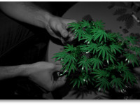 10 фактов о первых в истории США конопляных шопах в Колорадо