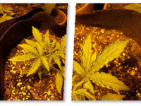 Проблема: Края листочков загибаются кверху