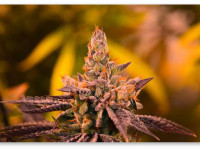 Пожелтение листьев (хлороз). Простое решение проблемы