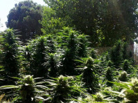 5 способов спасения окружающей среды с помощью конопли