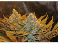 Луизиана станет 25-м штатом, легализовавшим медицинскую марихуану