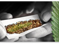 Марихуана + табак: Что получается в сумме?