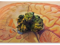 Ученые Колумбийского университета опровергли связь употребления марихуаны и возникновения психических заболеваний