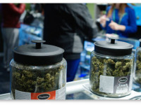 Исследование: Курение марихуаны не ведёт к употреблению других веществ