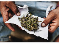 Гватемала: Знакомьтесь, это мота