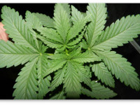 Вегетативная стадия. Закладываем основу будущего суперурожая