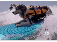 Аргументы кончаются? На борьбу с легализацией бросили собак