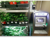 Конопляный бизнес больше не будет работать только за черный нал