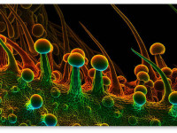 ТГК, КБД, грибки, бактерии - что и в каких количествах содержится в нашей марихуане?