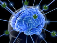 Марихуана помогает в борьбе с опухолью мозга