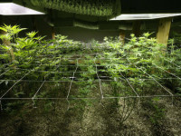 Проблема: Стебель слишком слабый, и конопля валится на бок