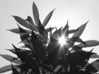 8 вещей, которые случаются (и не случаются), если легализовать марихуану