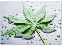 Взаимодействие веществ марихуаны: Эффект синергии