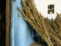 В Марокко открыто обсуждают возможность легализации