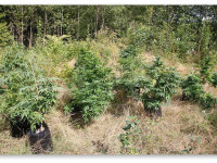 5 способов маскировки посадок конопли