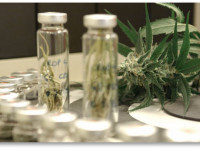 Впервые в истории во Франции разрешили лекарство из конопли