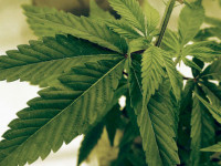 Первая научная работа о гровинге. Оптимальные условия выращивания