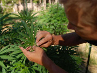 Тренировка растений: Каких ошибок избегать?