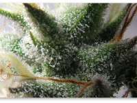 Какой метод выращивания конопли выбрать новичку