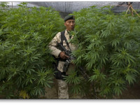 В столице Мексики подумывают декриминализовать хранение 35г марихуаны