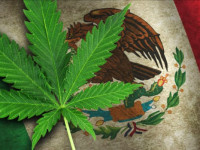 Мексика: Нижняя палата одобрила медицинскую марихуану