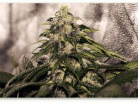 Нарушая запреты: 6 мифов гроверов