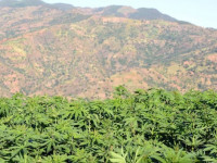 ООН: Самые крупные производители конопли