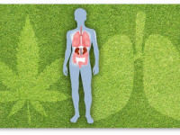 Нарушения эндоканнабиноидной системы как причина муковисцидоза