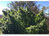 Пластиковая пленка вместо мульчи - урожайность выше, а вкус лучше