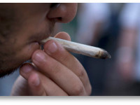 Тысячи людей хотят легально продавать коноплю в штате Вашингтон