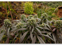 Советы начинающему гроверу: Выбор сорта марихуаны