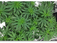 Можно ли вырастить несколько кустов конопли в одном горшке? Можно ли вырастить несколько кустов конопли в одном горшке?