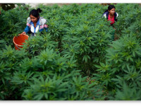 Колумбия: Фермеры, культивирующие марихуану, с нетерпением ждут шанса выйти из подполья