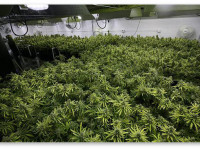 Вариант гидропоники для новичков