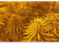 Новичкам о выращивании конопли. Первые шаги