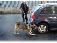Точность собак при досмотре автомашин на наркотики - чуть выше 50%