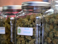 Медицина: Чем полезна конопля?