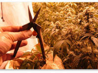 Плюс 30% к вашему урожаю конопли: Радикальный, но действенный метод