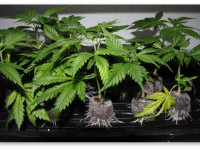 Как снизить риск вредителей, регулируя условия в гроубоксе