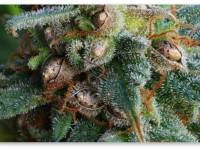 Гермафродитизм конопли: Передается ли он семенам и клонам?