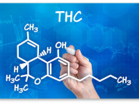 Исследователи открыли новые каннабиноиды (активные вещества конопли)