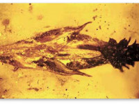 Орегон, США: Динозавров заподозрили в употреблении галлюциногенных грибов