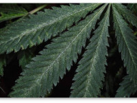 Паутинный клещ