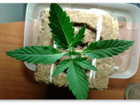 Автоцветущая конопля. Проращиваем дома и высаживаем в аут без стресса