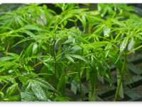 Уровни pH и крепость раствора для конопли в гидропонике