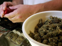 Балканские страны выходят на легализацию медицинской конопли