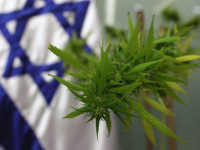 Израиль: Упрощается доступ к медицинской конопле