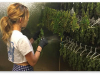 Как бороться с плесенью конопли на этапах выращивания, пролечки и хранения