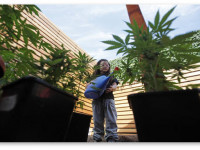 Вопросы и ответы: Правильный полив и удобрение конопли