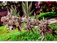 Оптимальная влажность почвы и частота полива марихуаны Оптимальная влажность почвы и частота полива марихуаны